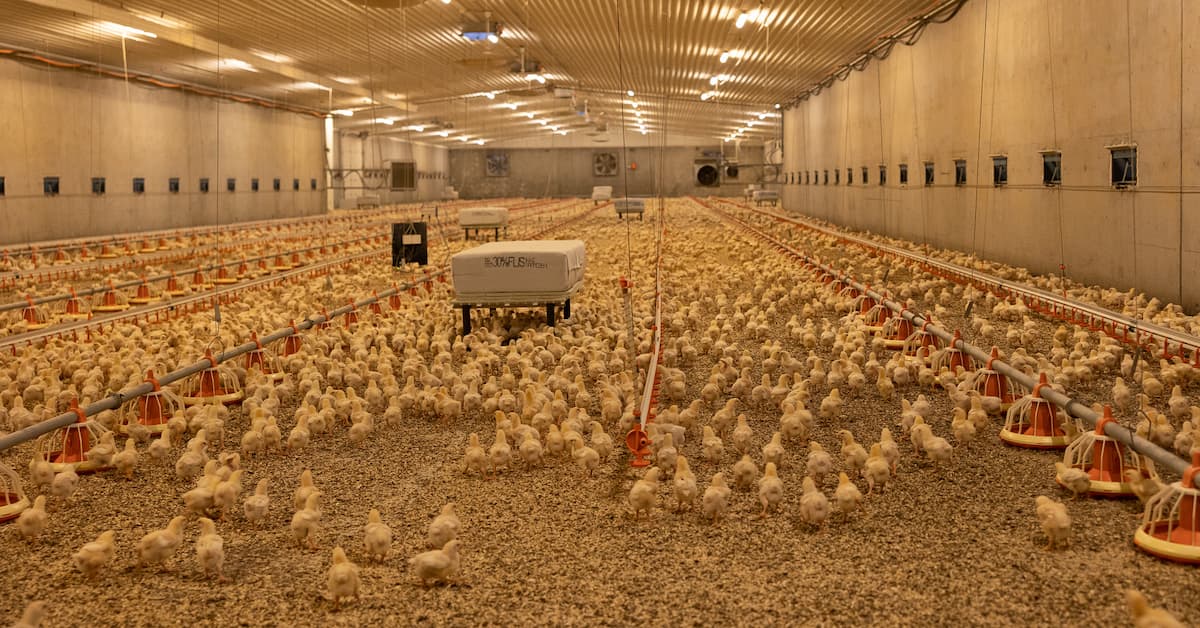 Kyllingfjøs Kyllinger i et stort fjøs