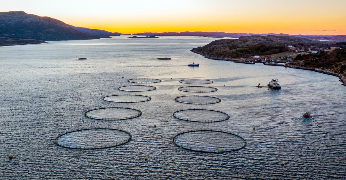 Oppdrettsanlegg nær bebyggelse. Tre båter er på vannet rundt merdene. Oppdrettsanlegg nær bebyggelse. Tre båter er på vannet rundt merdene.