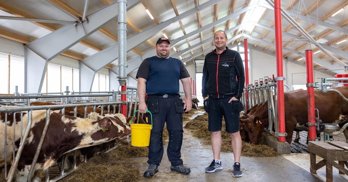 Magne Feragen og Espen Saugestad To smilende menn i et fjøs med kyr