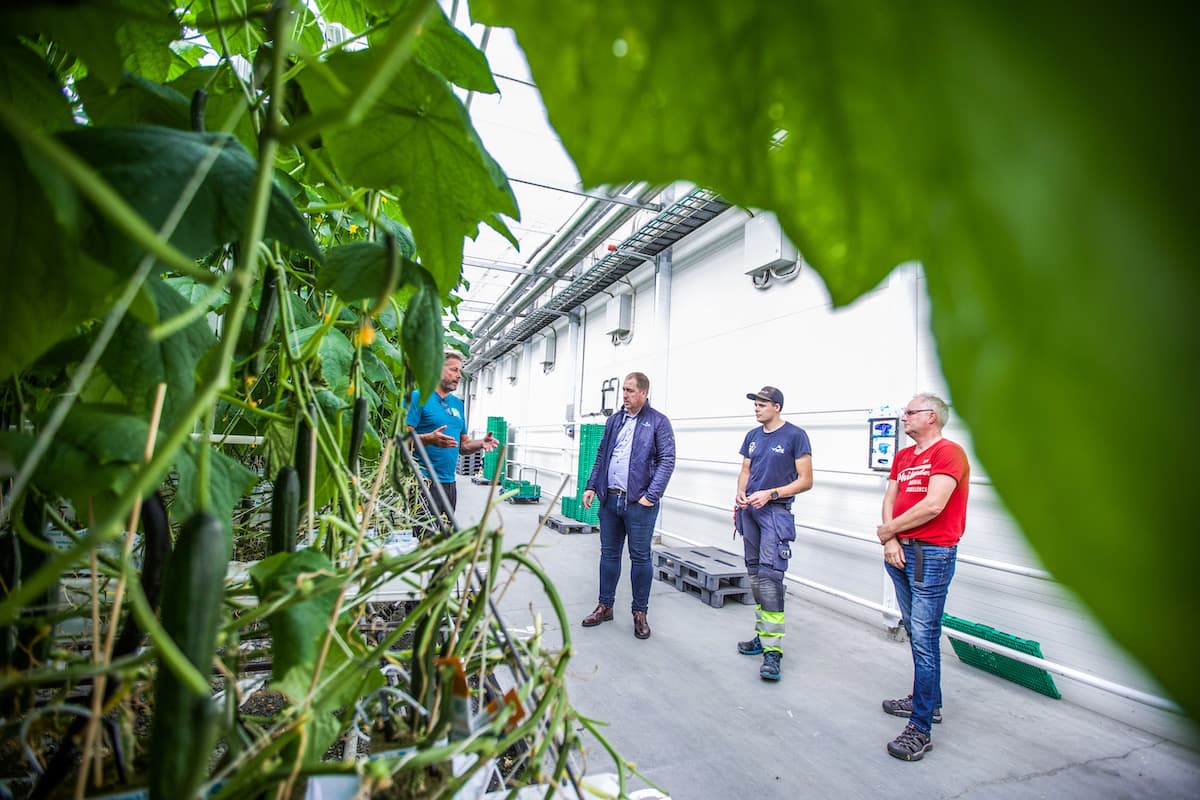 forklarer Fire menn i et veksthus