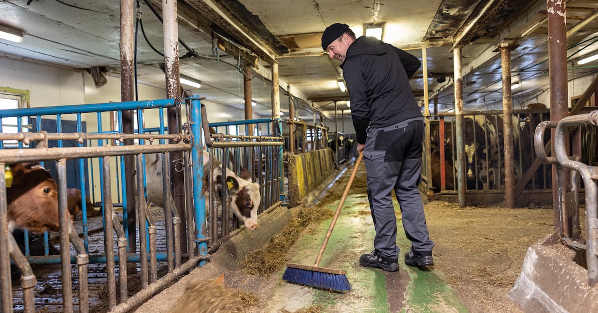 Lars Petter Bartnes koster i fjøset Mann koster i fjøset