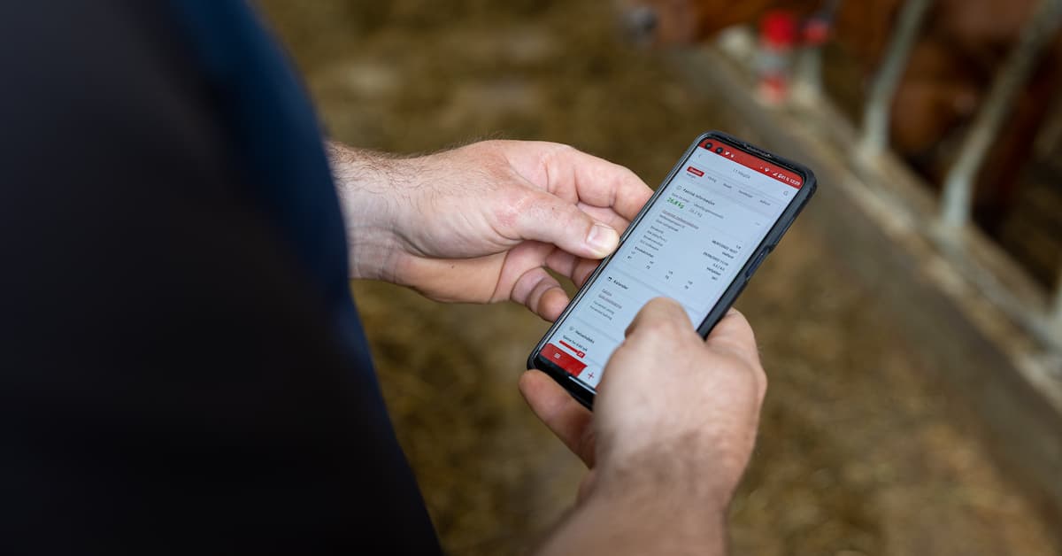 mobilapp inne i fjøs Nærbilde av telefon med en app oppe. Fjøs i bakgrunnen.